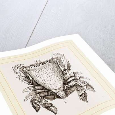 Ranina dentata by Anonymous