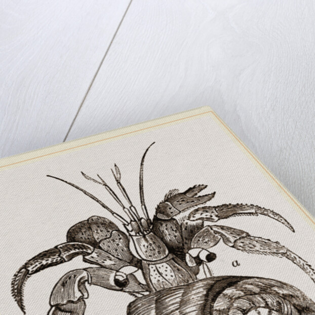 Cenobita Diogenes by Anonymous