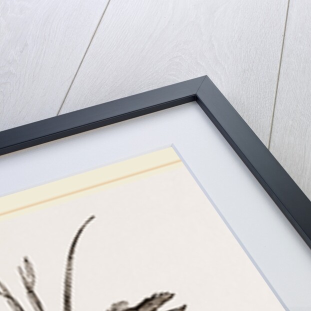 Cenobita Diogenes by Anonymous