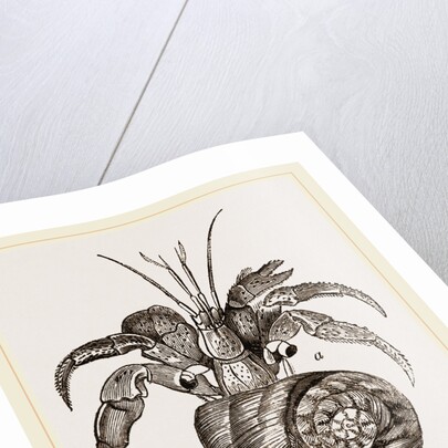 Cenobita Diogenes by Anonymous