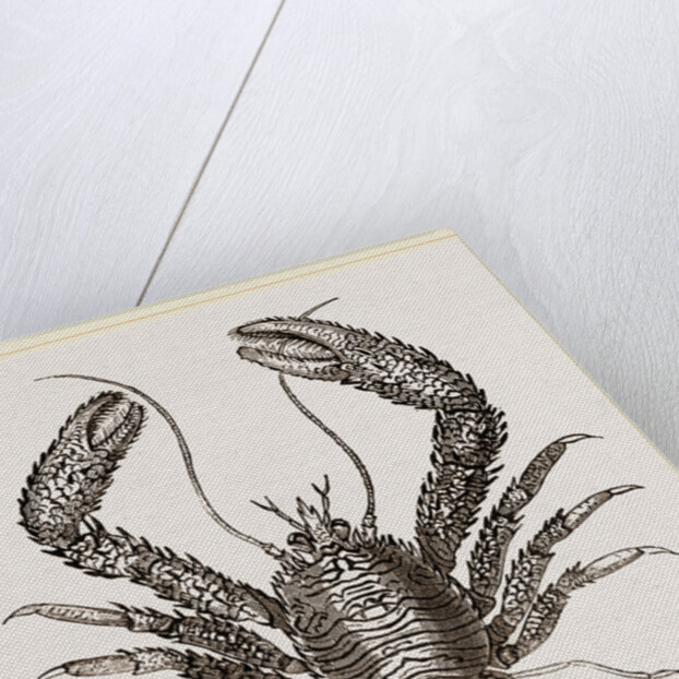 Galathea strigosa by Anonymous