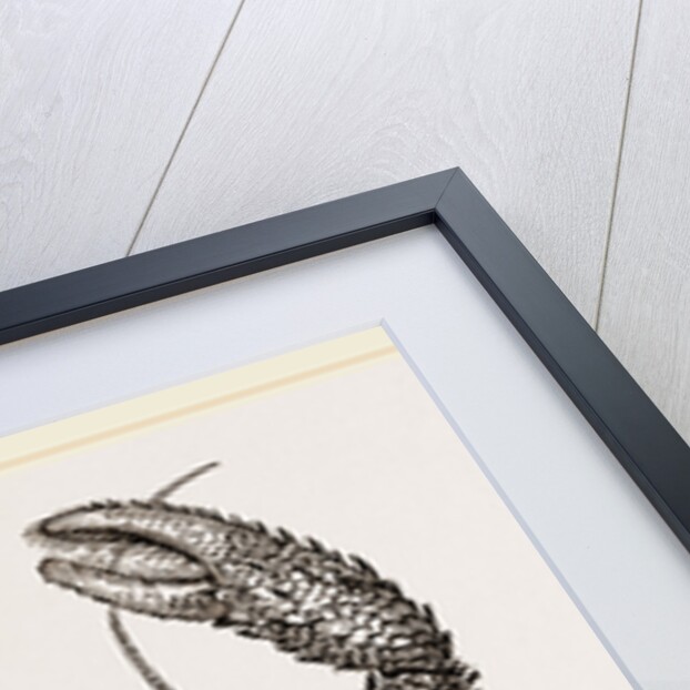 Galathea strigosa by Anonymous