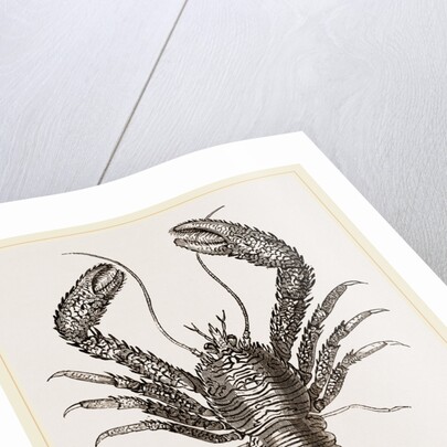 Galathea strigosa by Anonymous