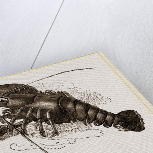 Lobster by Anonymous