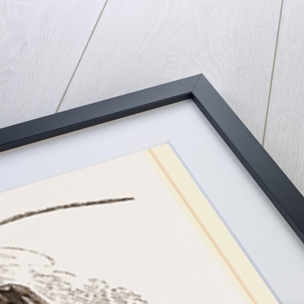 Lobster by Anonymous