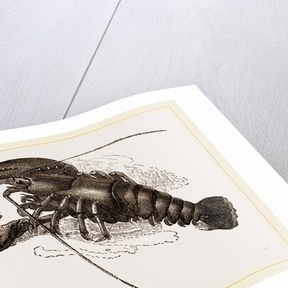 Lobster by Anonymous