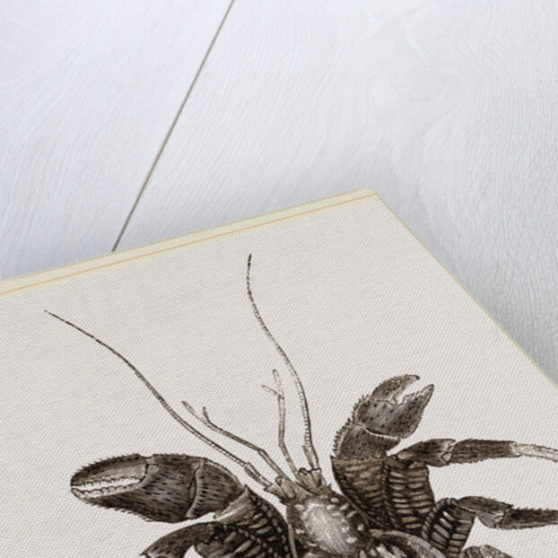 Birgus Latro by Anonymous