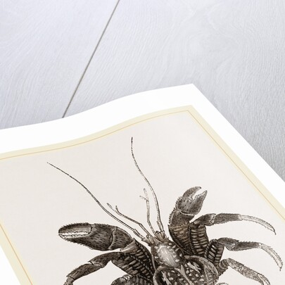 Birgus Latro by Anonymous