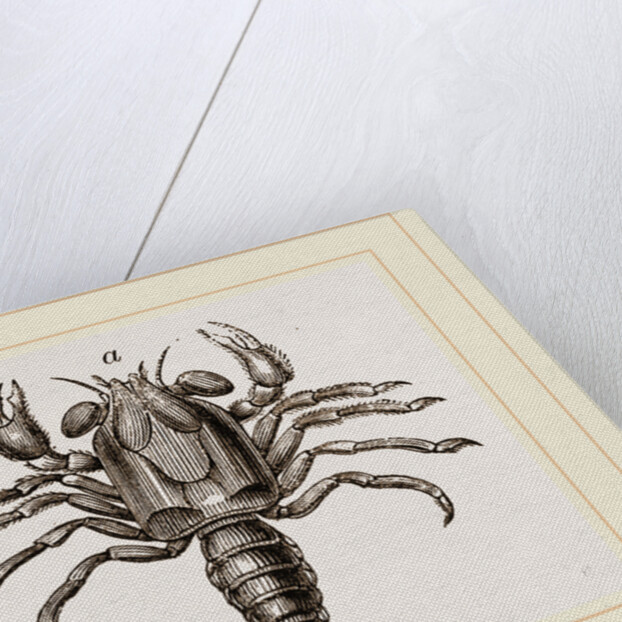 Megalopa mutica by Anonymous