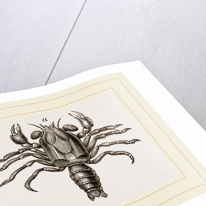 Megalopa mutica by Anonymous