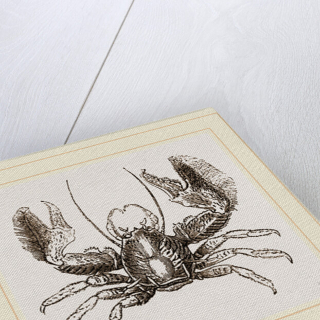 Porcellana platycheles by Anonymous