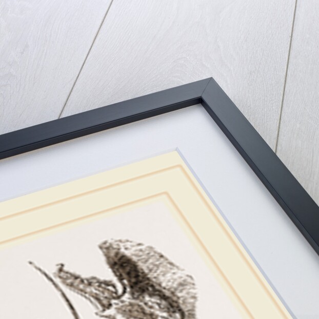 Porcellana platycheles by Anonymous