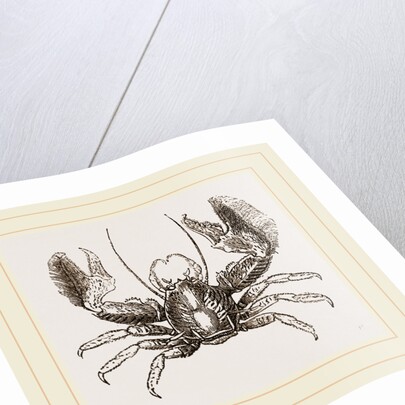 Porcellana platycheles by Anonymous