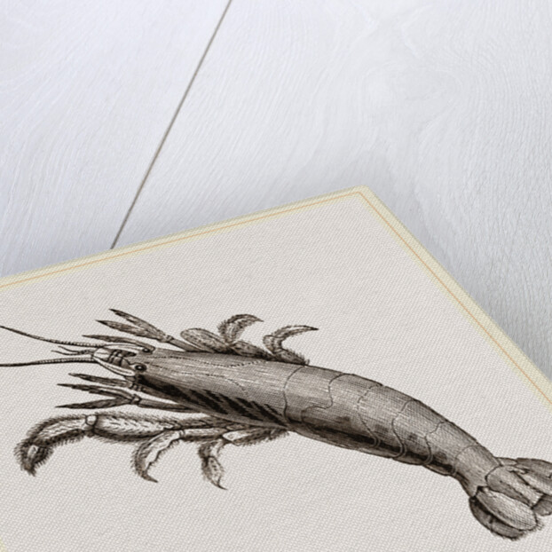 Atya scabra by Anonymous