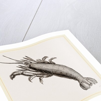 Atya scabra by Anonymous