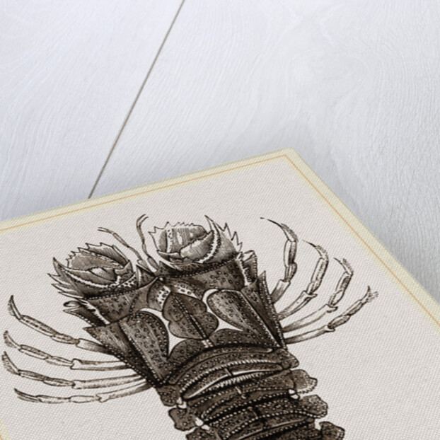Thenus Orientalis by Anonymous