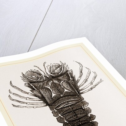 Thenus Orientalis by Anonymous