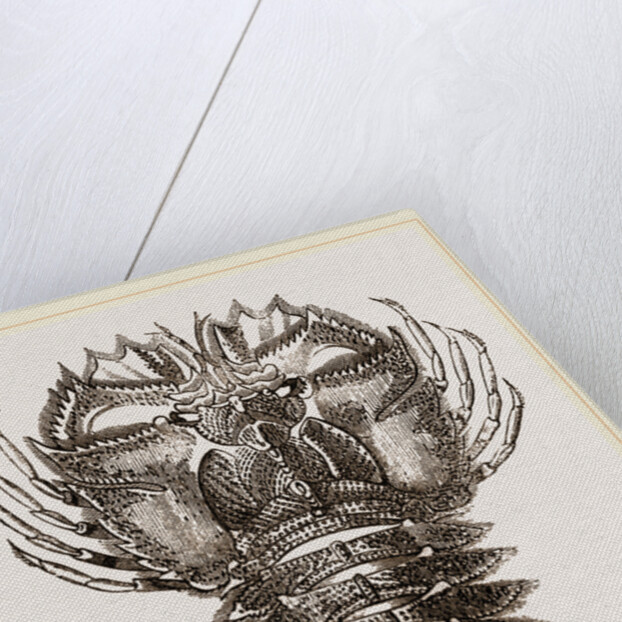 Ibacus Peronii by Anonymous