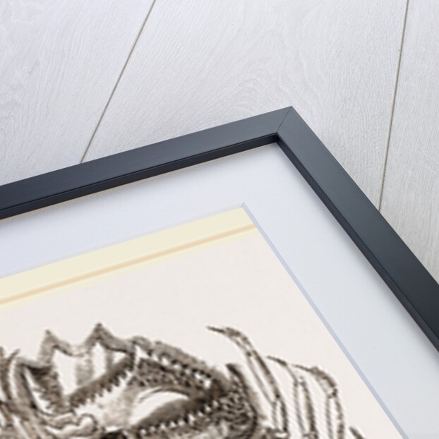 Ibacus Peronii by Anonymous