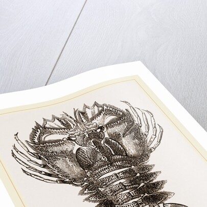 Ibacus Peronii by Anonymous