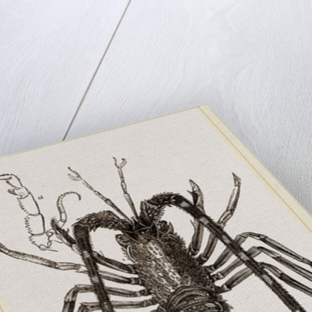 Sea Crayfish by Anonymous