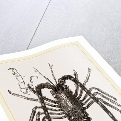 Sea Crayfish by Anonymous