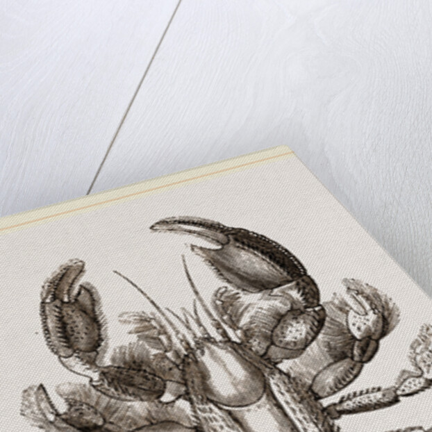 Thalassina scorpionoides by Anonymous