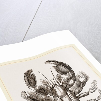 Thalassina scorpionoides by Anonymous