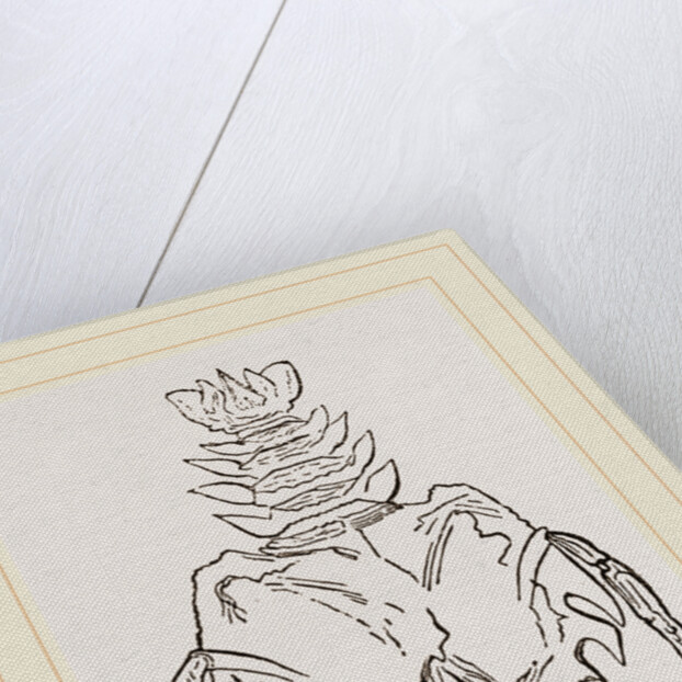 Eryon Cuvieri by Anonymous