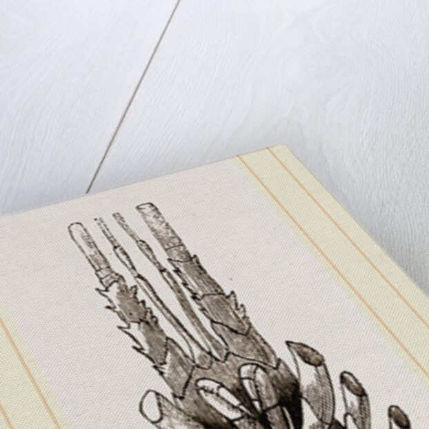 Sea Crayfish Under Surface by Anonymous