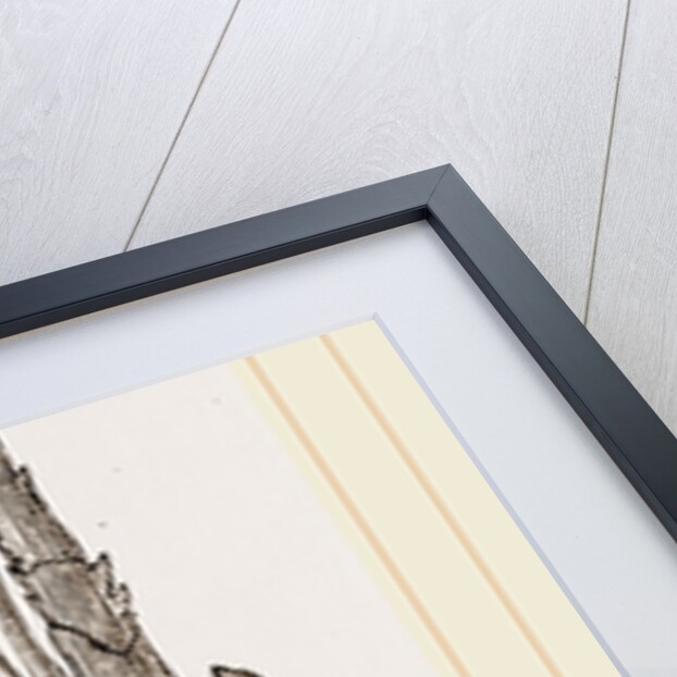 Sea Crayfish Under Surface by Anonymous