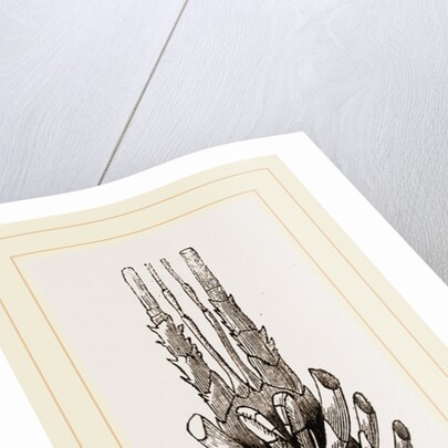 Sea Crayfish Under Surface by Anonymous