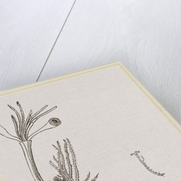 Lucifer typus by Anonymous