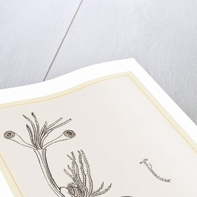 Lucifer typus by Anonymous