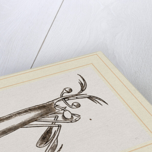 Alima hyalina by Anonymous