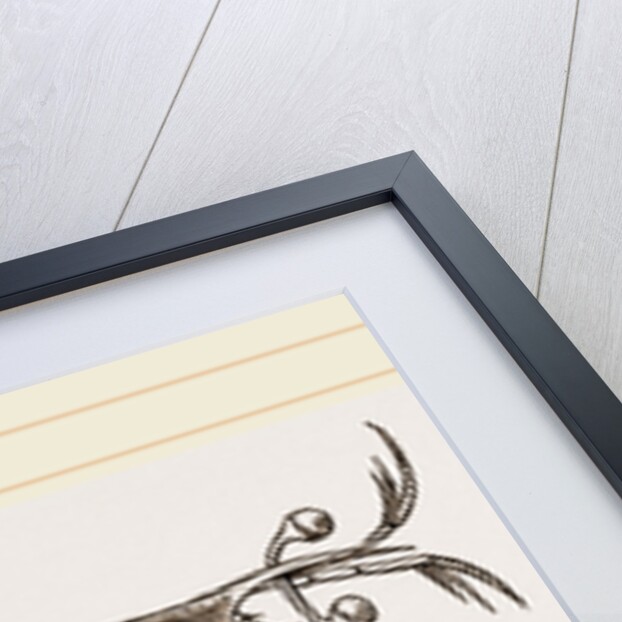 Alima hyalina by Anonymous