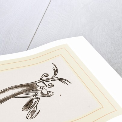 Alima hyalina by Anonymous