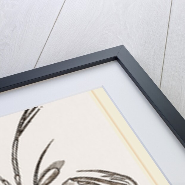 Squilla Mantis by Anonymous