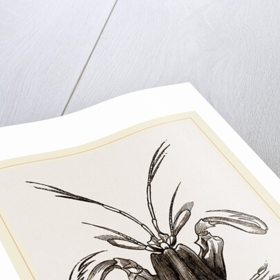 Squilla Mantis by Anonymous