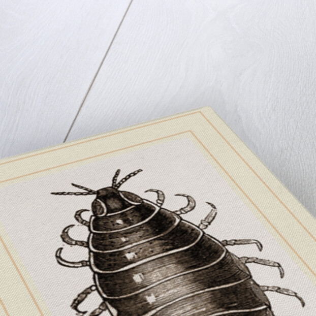 Canolira Capensis by Anonymous