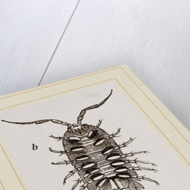 Ligia oceanica by Anonymous