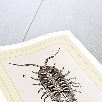 Ligia oceanica by Anonymous