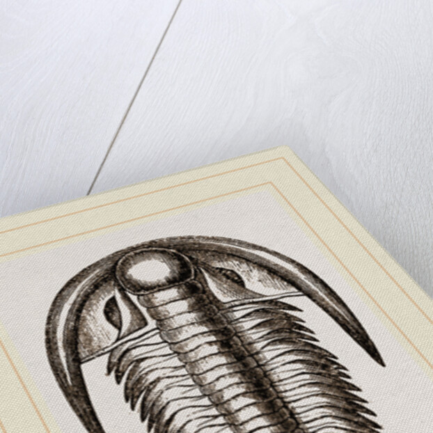 Paradoxoides Tessini by Anonymous