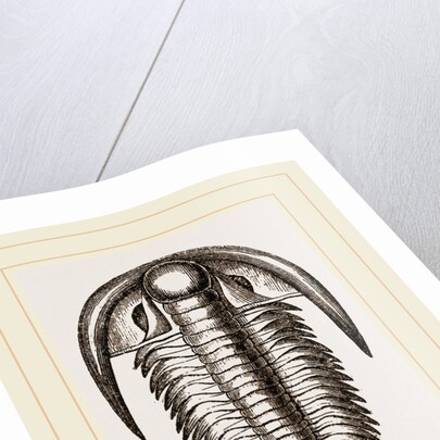Paradoxoides Tessini by Anonymous