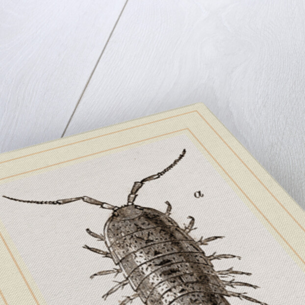 Ligia oceanica by Anonymous