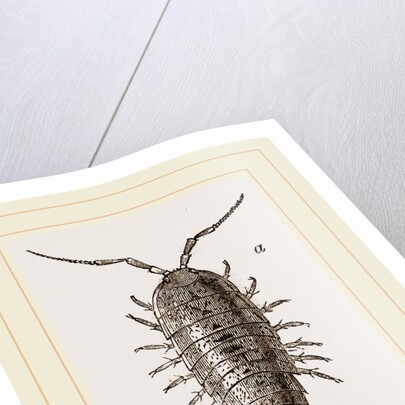 Ligia oceanica by Anonymous