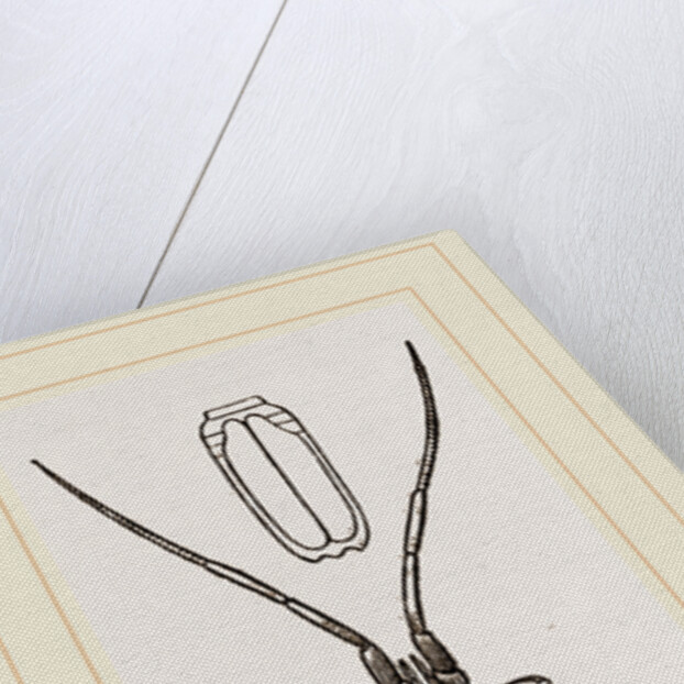 Stenosoma lineare by Anonymous