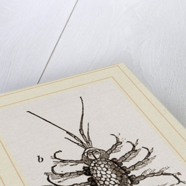 Asellus aquaticus by Anonymous