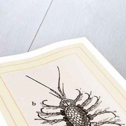 Asellus aquaticus by Anonymous