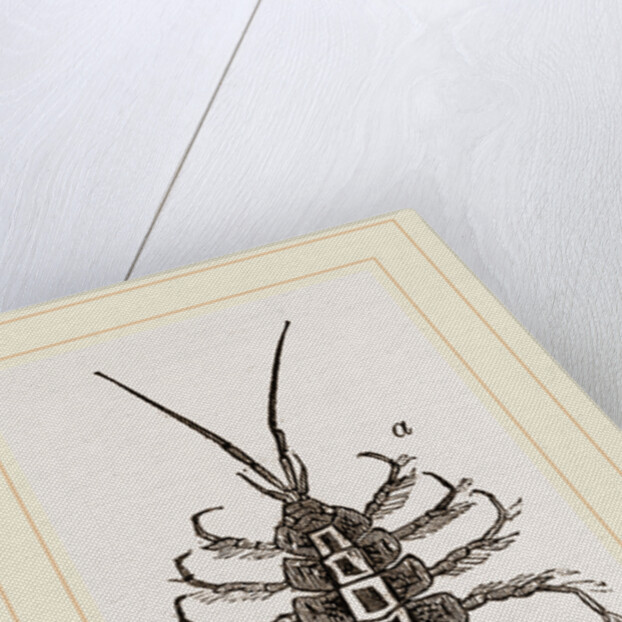 Asellus aquaticus by Anonymous